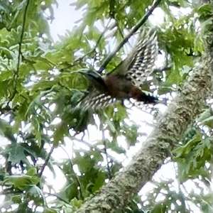 Great Spotted Woodpecker