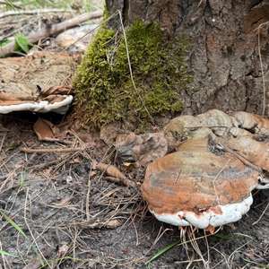 Artist`s Fungus