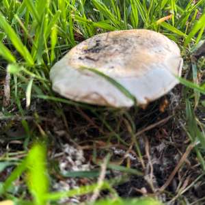 Spring Agaric
