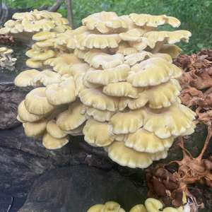 Unknown Species
