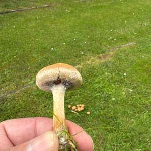 Unknown Species