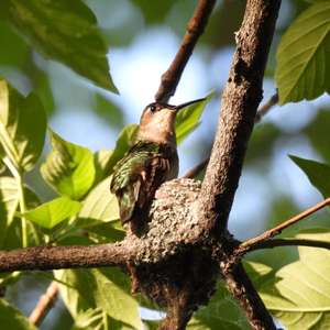 Rubinkolibri