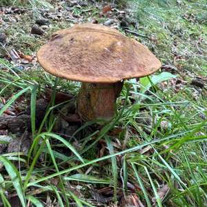 Flockenstieliger Hexenröhrling