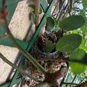 Eurasian Blackbird