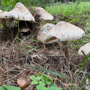 Parasol