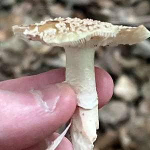 Perlpilz