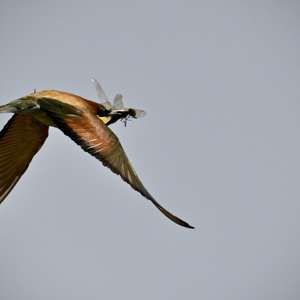 European Bee-eater