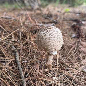 Parasol