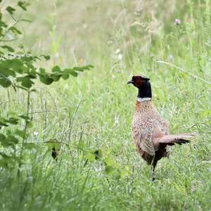 Common Pheasant