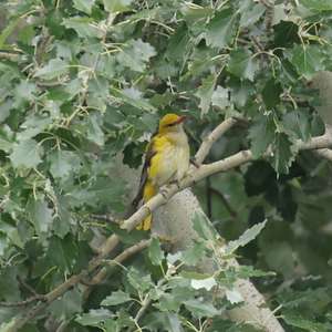 Eurasian Golden Oriole