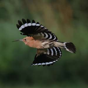 Eurasian Hoopoe