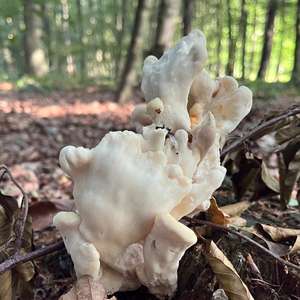 Unknown Species