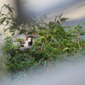 House Sparrow