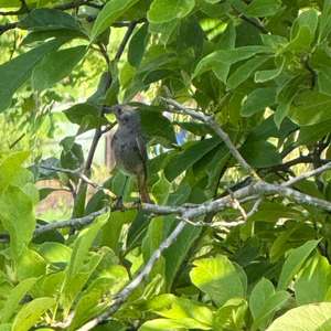 Black Redstart