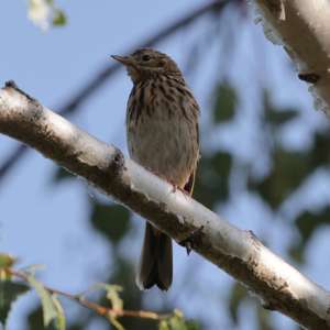 Tree Pipit