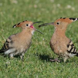 Eurasian Hoopoe