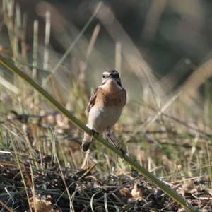 Whinchat