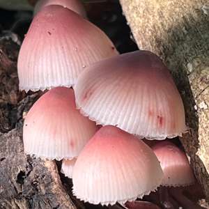 Bleeding Mycena