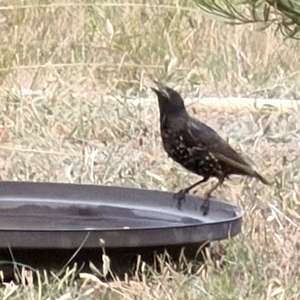 Common Starling