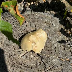 Tree Volvariella