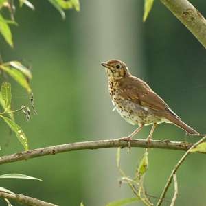 Fieldfare