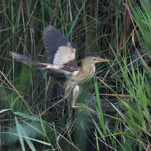 Little Bittern