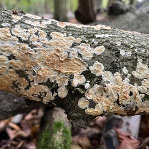 Unknown Species