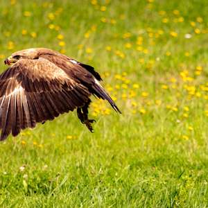 Lesser Spotted Eagle