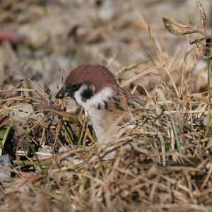 Eurasian Tree Sparrow