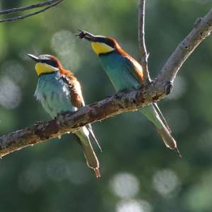 European Bee-eater