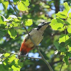 Great Spotted Woodpecker