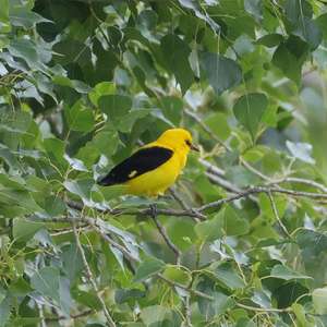 Eurasian Golden Oriole