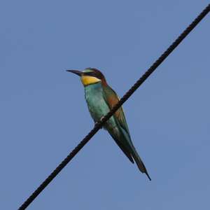 European Bee-eater