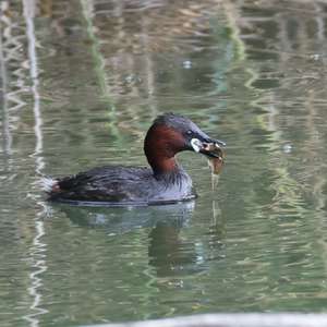Little Grebe