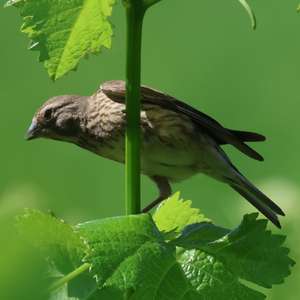 Eurasian Linnet