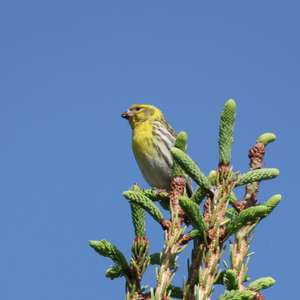 European Serin