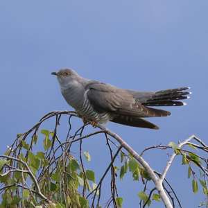 Common Cuckoo