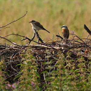 Red-backed Shrike