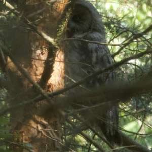Great Grey Owl