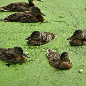 Stockente