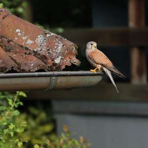 Common Kestrel