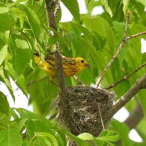 Yellow Warbler