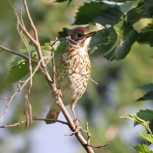 Mistle Thrush