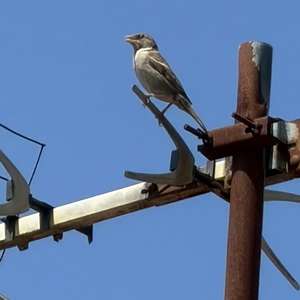 House Sparrow