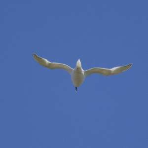 Sandwich Tern