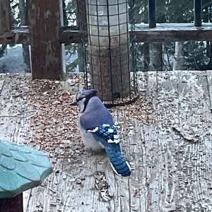 Blauhäher