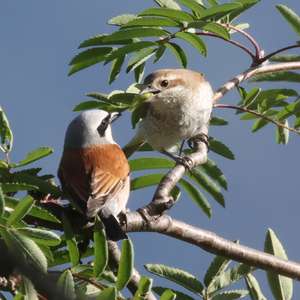 Red-backed Shrike