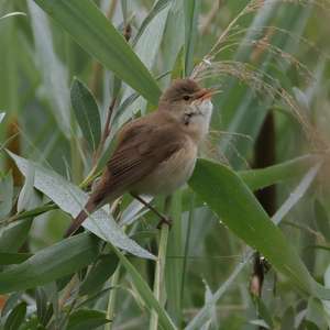 Eurasian Reed-warbler