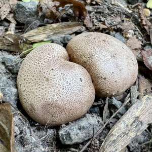 Gemeiner Kartoffelbovist