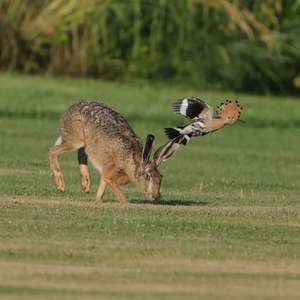 Eurasian Hoopoe